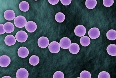 Rapid diagnosis of common, undetected, and uncultivable bloodstream infections from positive blood cultures using Oxford Nanopore sequencing: a metagenomic pipeline analysis