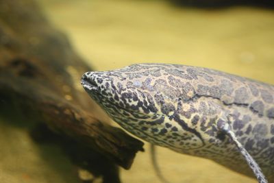 lungfish animal photo
