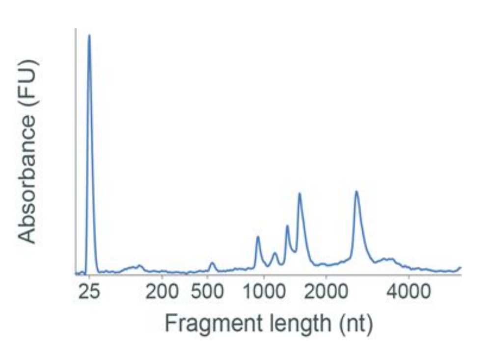 Arabidopsis RNA Bio
