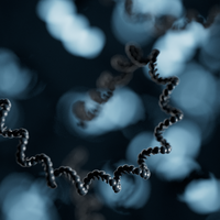Positional mapping of active versus silenced rRNA gene clusters within A. thaliana nucleolus organizer regions