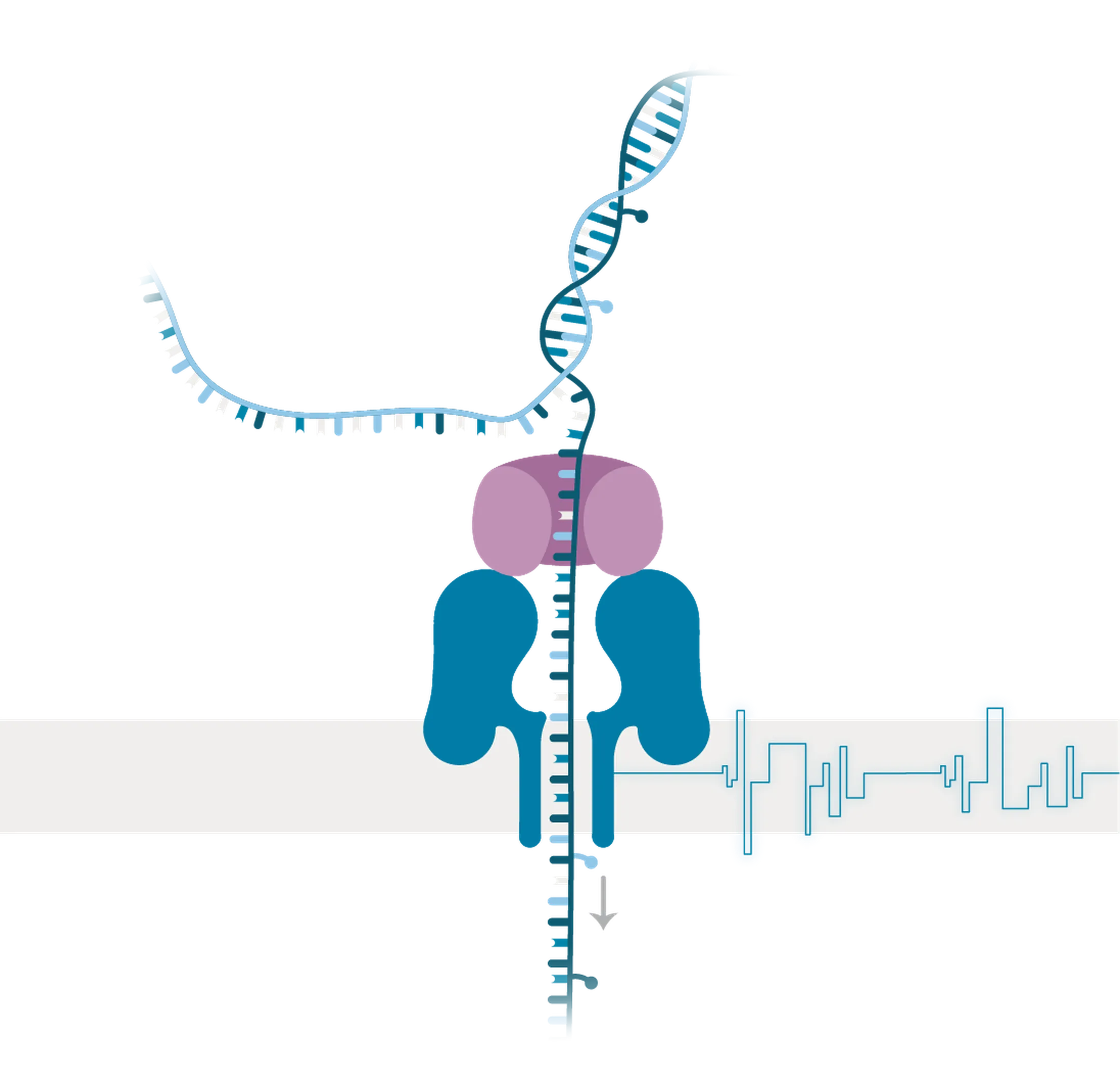 Nanopore sensing graphic