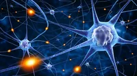 Neurabin I haploinsufficiency disrupts ion channel regulation and synaptic maturation in human cortical neurons in neurodevelopmental disorders