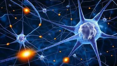 Neurabin I haploinsufficiency disrupts ion channel regulation and synaptic maturation in human cortical neurons in neurodevelopmental disorders