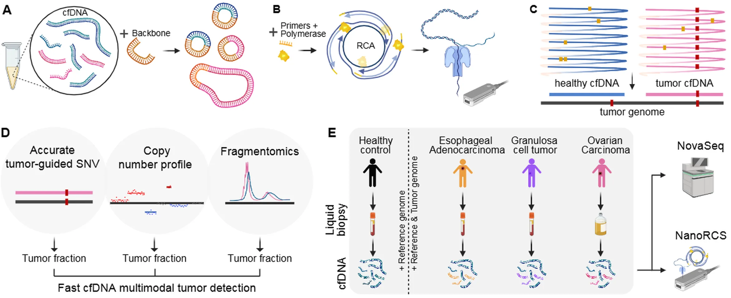 ‘NanoRCS can identify SNVs, CNVs, and fragment size in cell-free DNA'
