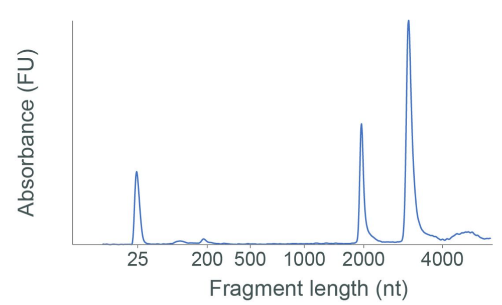 yeast RNAqueos bio