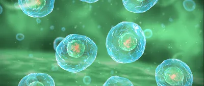 Single cells