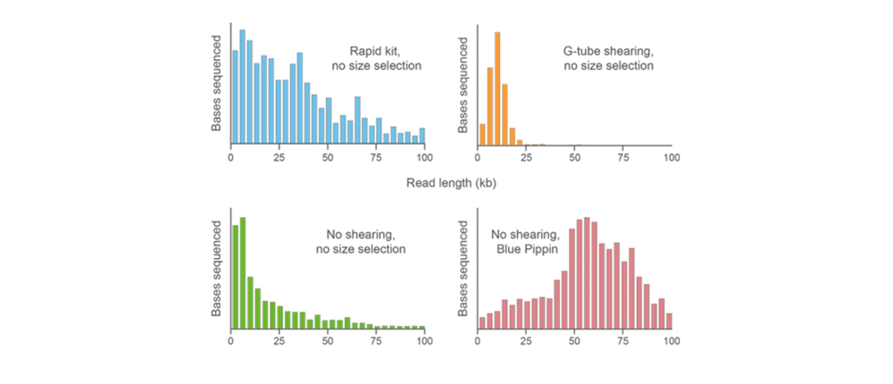 Figure 6: Read length from DNA prepared with or without fragmentation or size selection