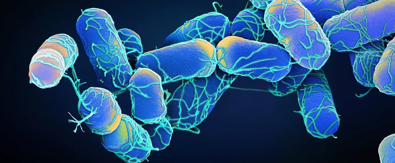 Accurately characterise bacterial genomes with nanopore-only data: a benchmarking study