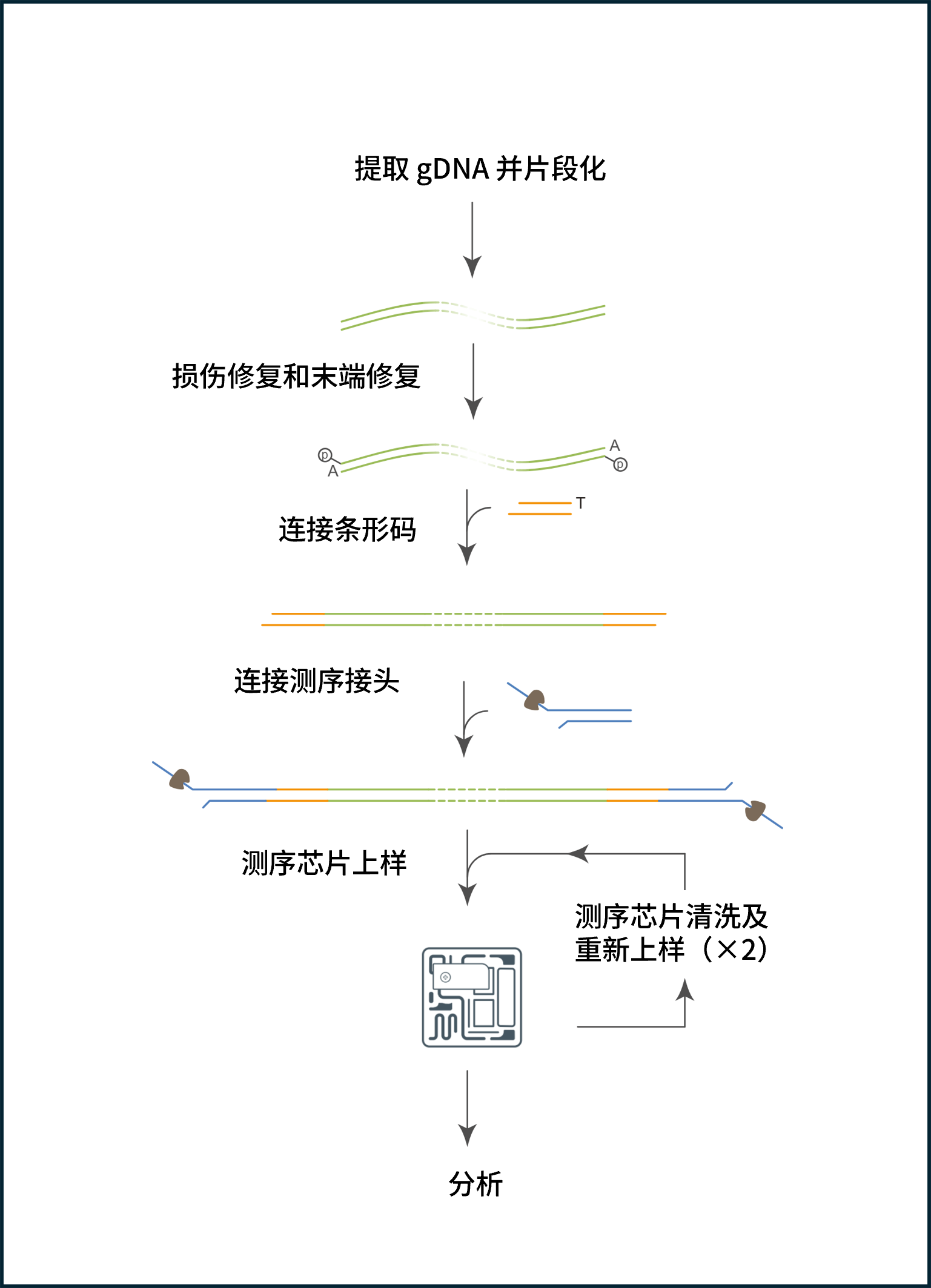 Chinese_PGx AS workflow