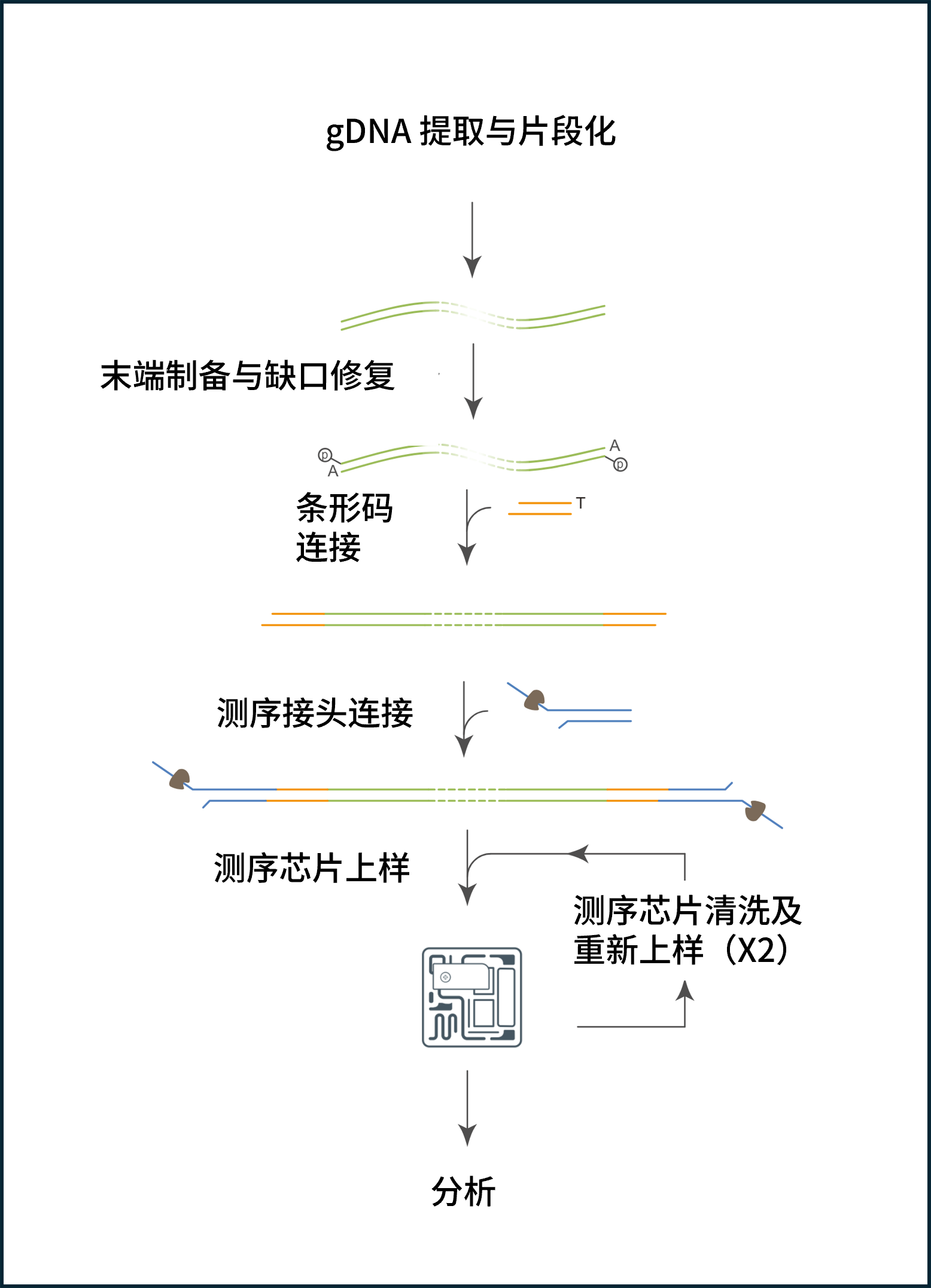 中文——RRMS multiplex workflow pp edit