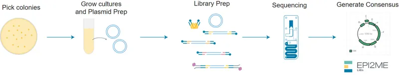Plasmid RBK114v2