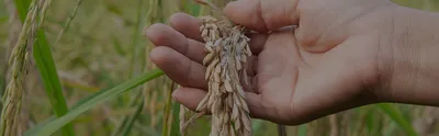 AGBT Ag  2024