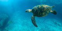 Sequencing the wild: unlocking animal and marine metagenomes with Oxford Nanopore