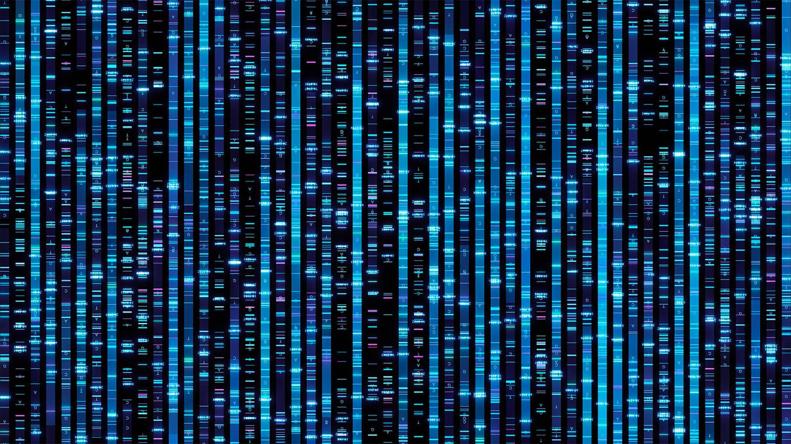 Complete sequencing of ape genomes