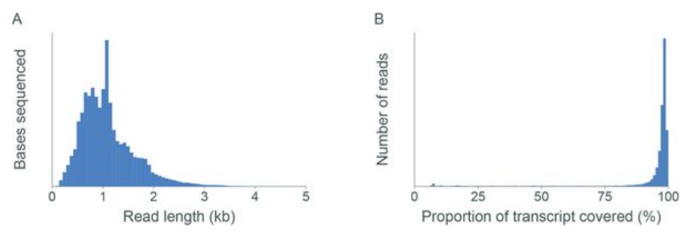 Arabidopsis RNA Seq