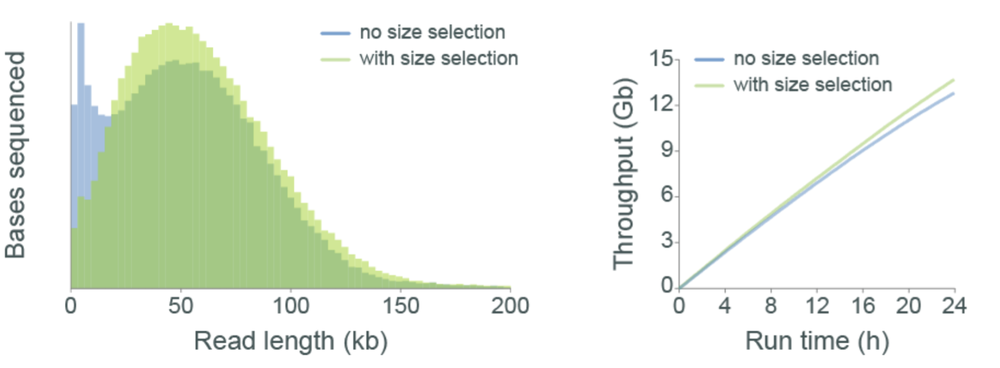 Yeast gDNA