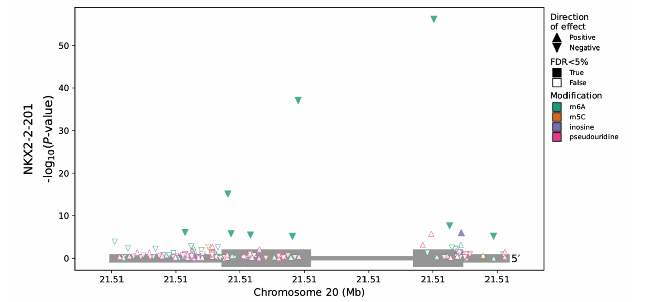 Figure 3 from Mulroney et al. 2025. This graph displays RNA modification results at transcript resolution for the gene NKX2-2-201