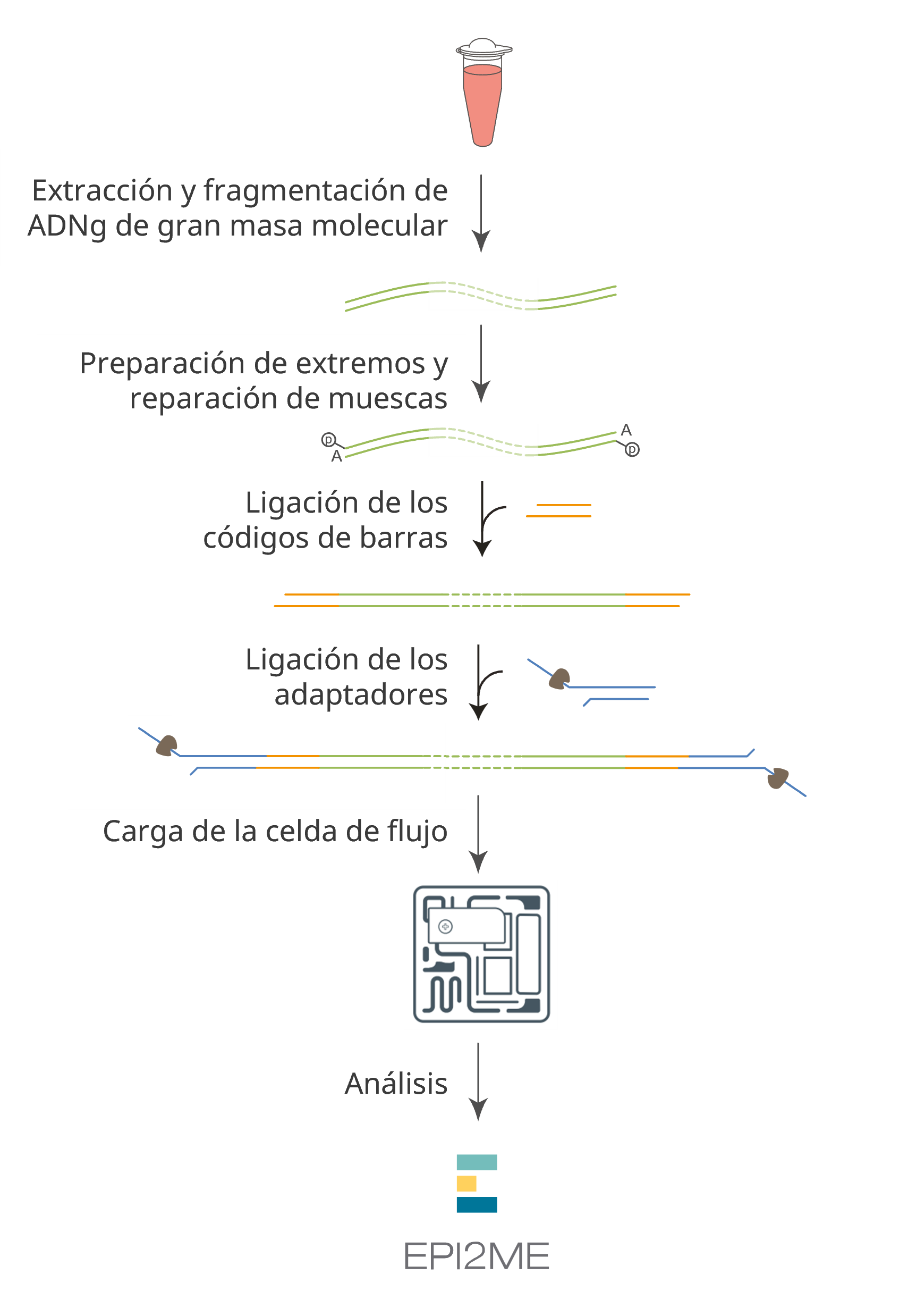 ES-hereditary_cancer_profiling_nbd114_workflow_pp_II ES-hereditary_cancer_profiling_nbd114_workflow_pp_II