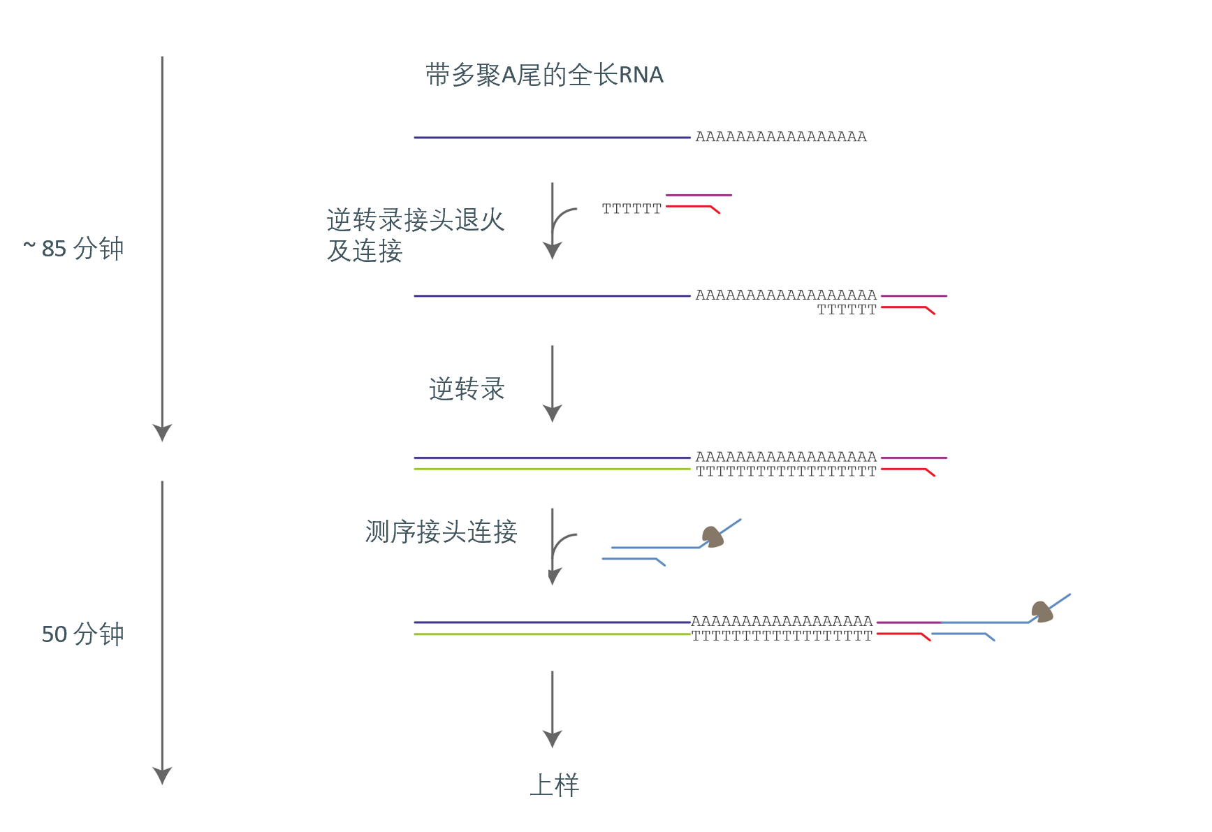 revG RNA004 Workflow in Chinese