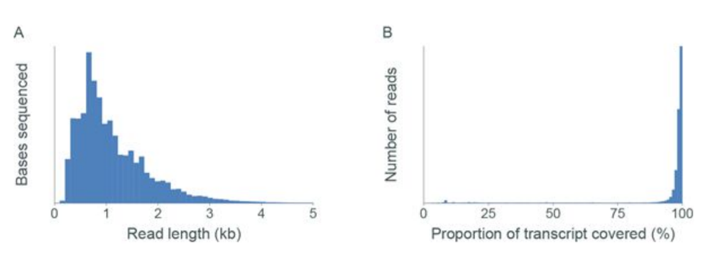 Drosophila seq