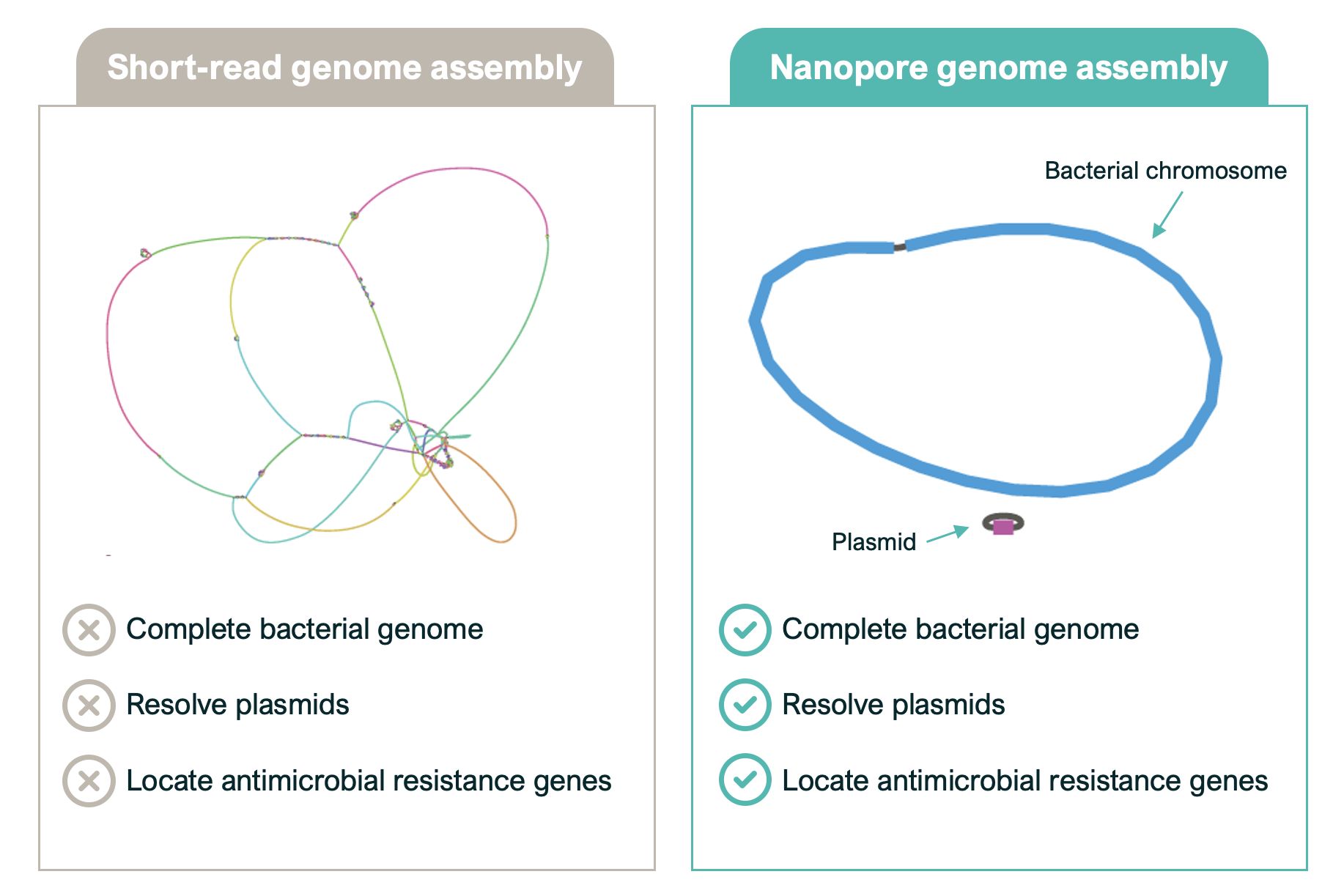 Comparison of short-read and nanopore sequencing in bacterial genome assembly, highlighting gene placement on plasmids and chromosomes for outbreak analysis.
