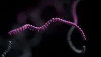 Long-read single-cell transcriptomics uncovers isoform preferences in developing human retina