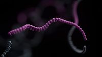 Long-read single-cell transcriptomics uncovers isoform preferences in developing human retina