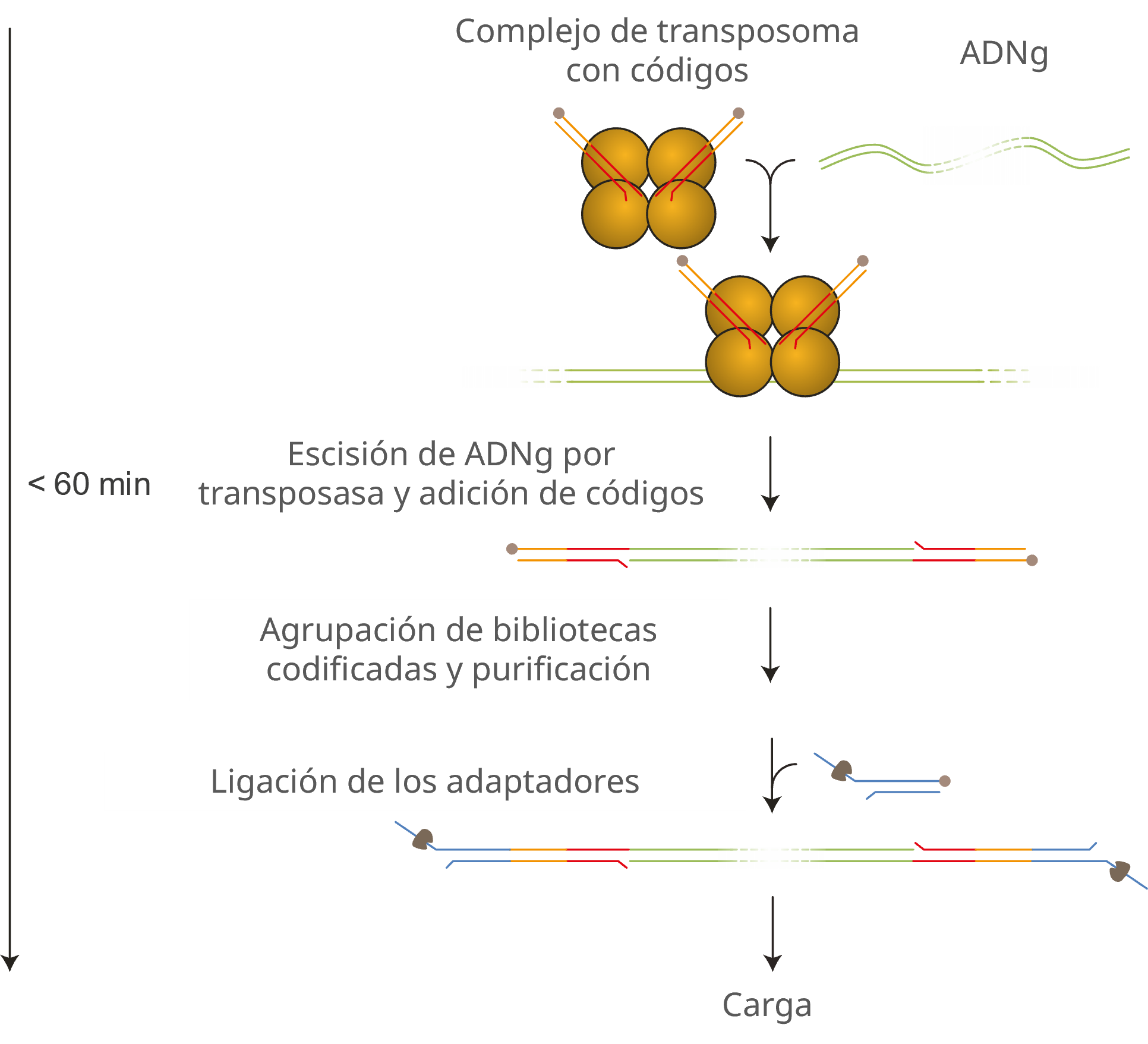 ES-SQK-RBK11096 gDNA workflow V1