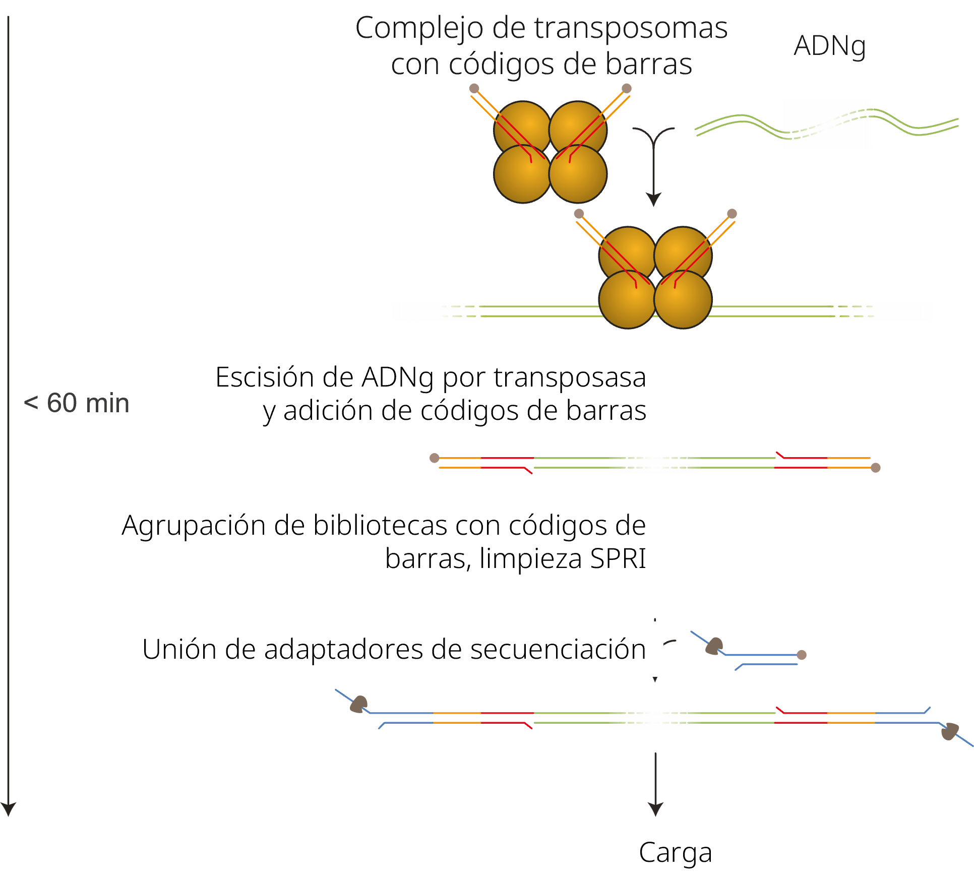 es-SQK-RBK11096 gDNA workflow v2