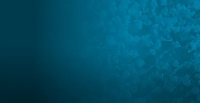Bermuda Principles (BP) 2026