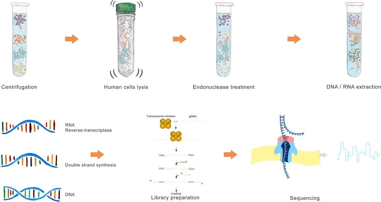 A step-by-step workflow showing the metagenomic workflow, from extraction to sequencing.