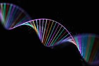 A hybrid genome assembly of the endangered aye-aye (Daubentonia madagascariensis)