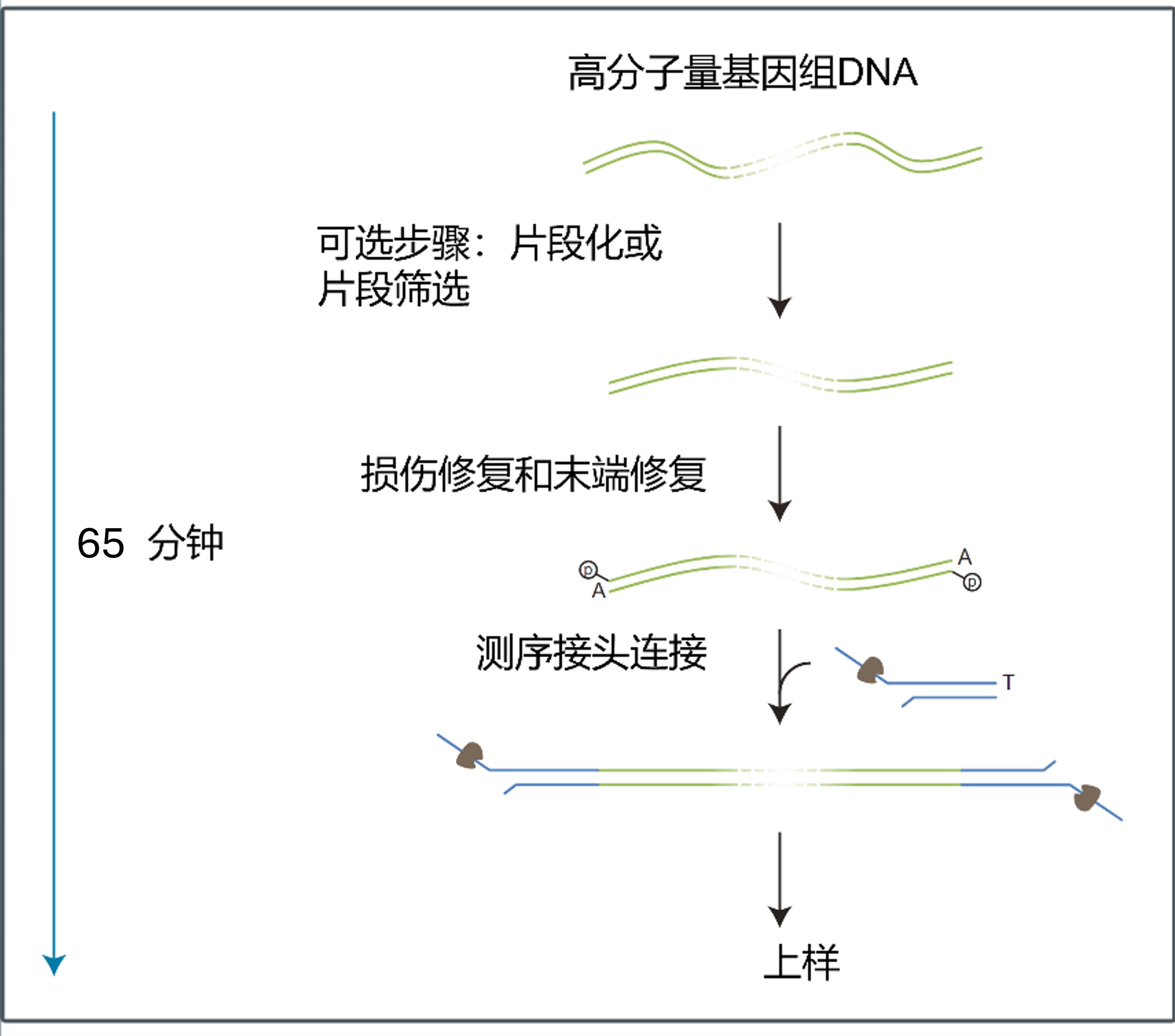 中文-LSK114 DNA Ligation Workflow