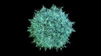 Contaminating plasmid sequences and disrupted vector genomes in the liver following adeno-associated virus gene therapy