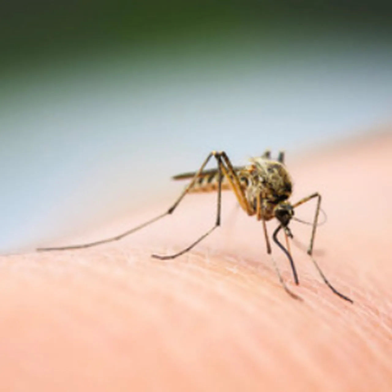 mosquito