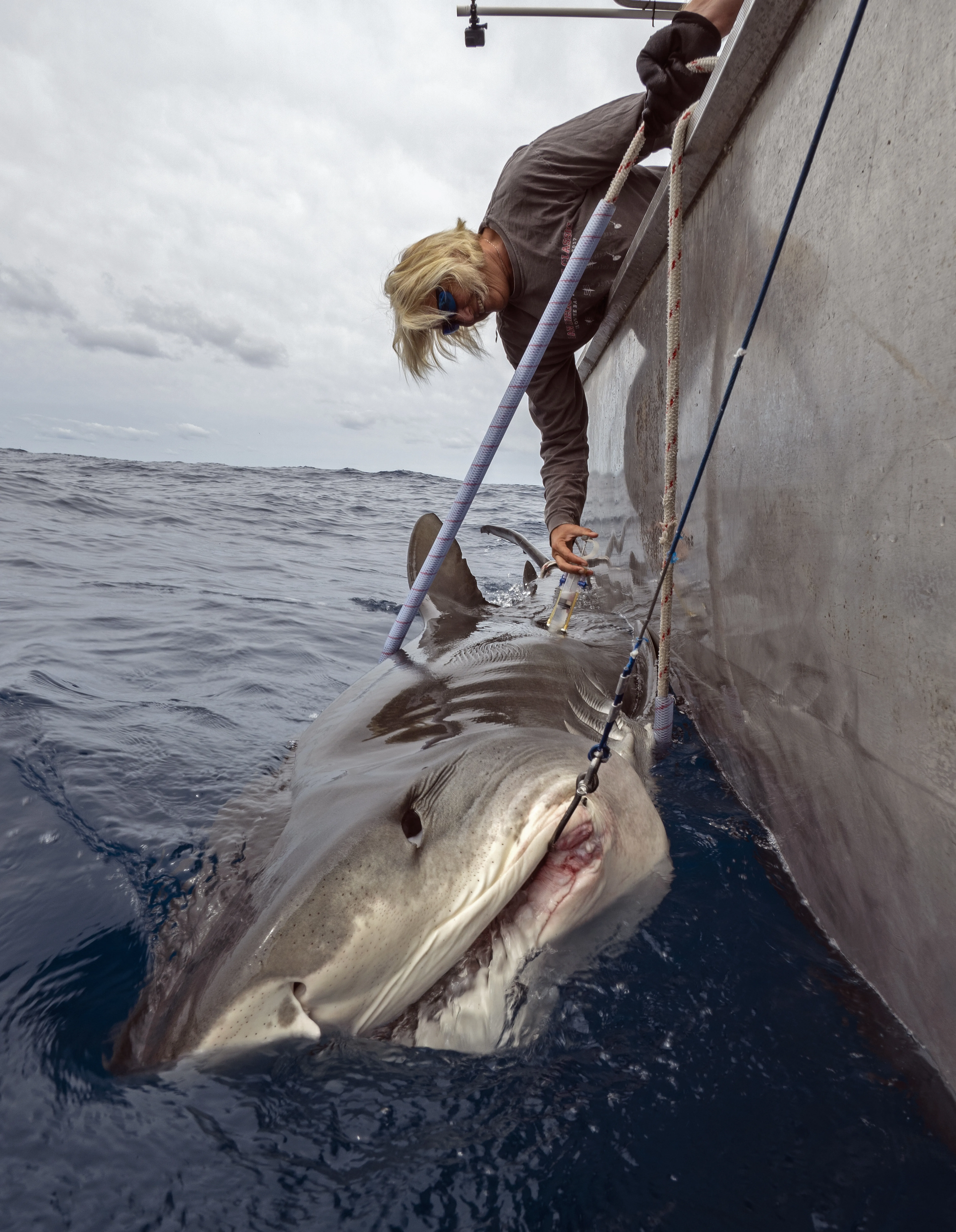 Liz Dinsdale with tiger shark