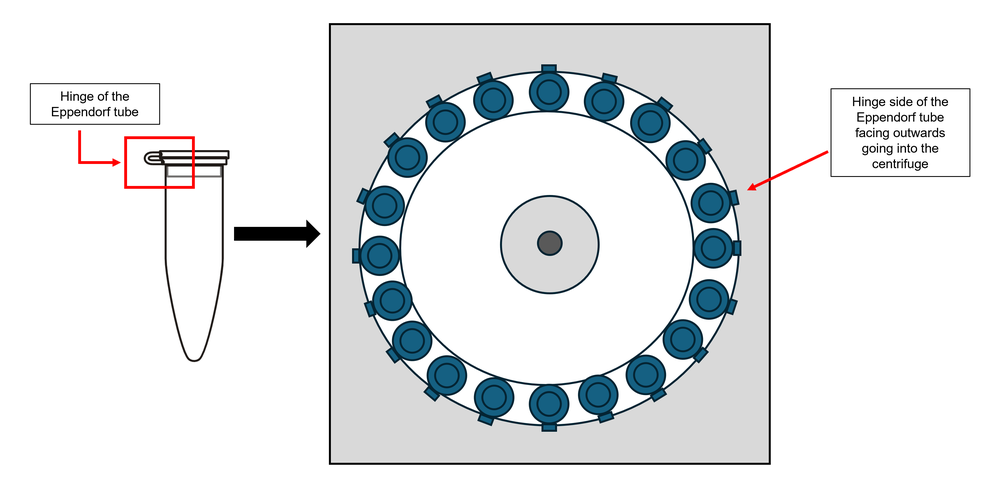 Eppendorf tube hinge into centrifuge image Eppendorf tube hinge into centrifuge image
