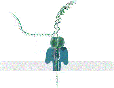 Strand sequencing method