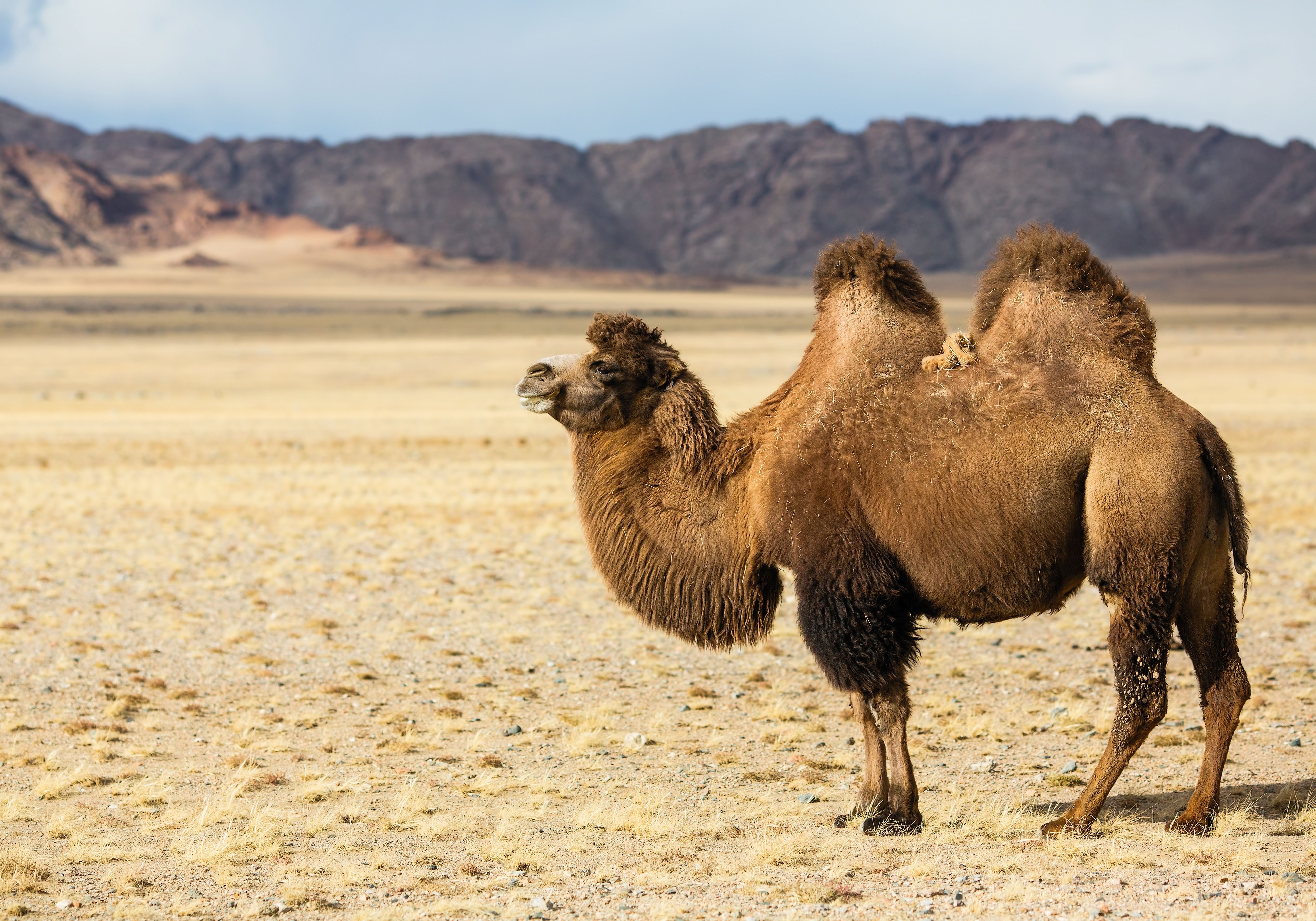 Bactrian camel
