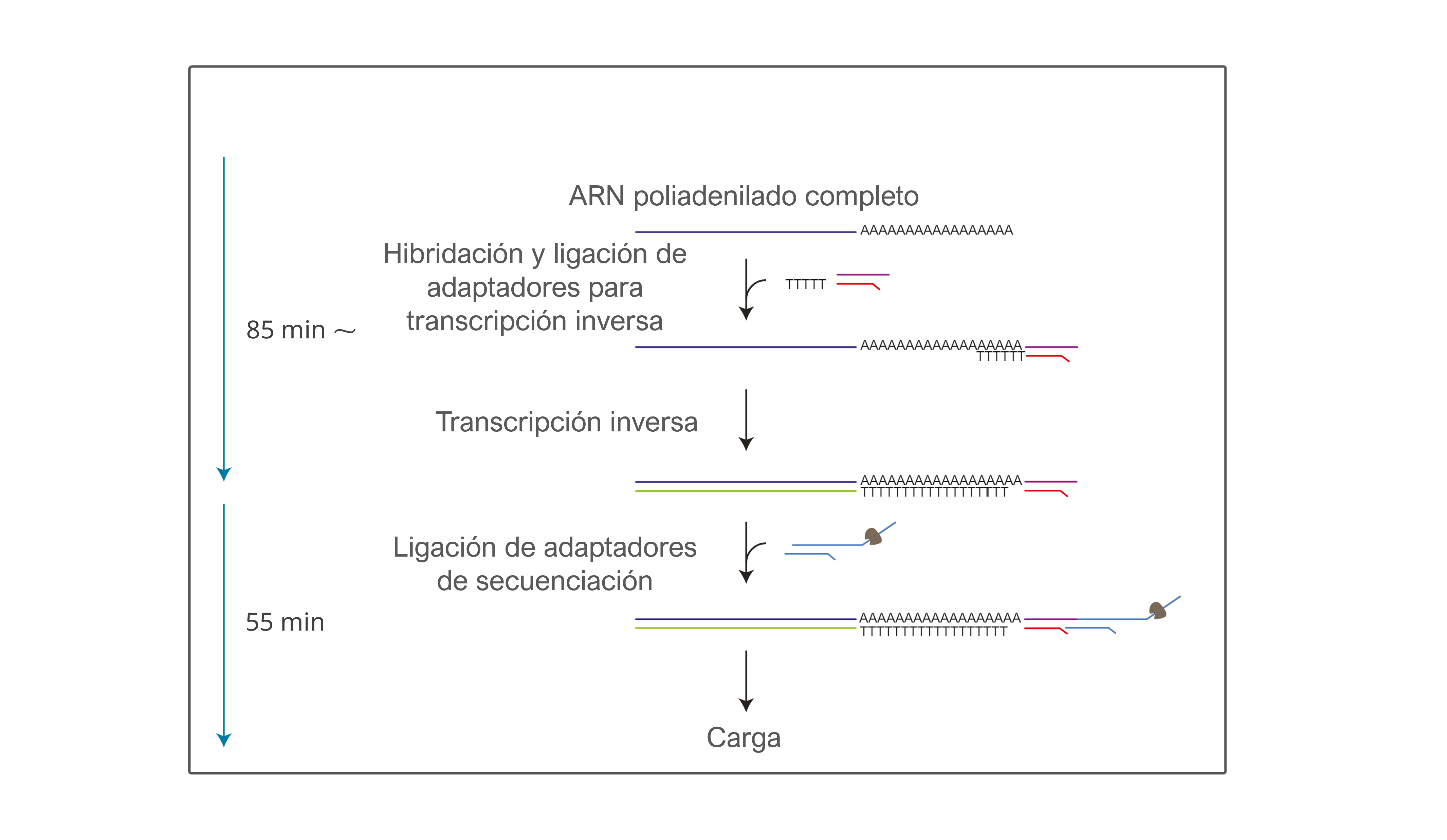 ES-Direct RNA workflow v02