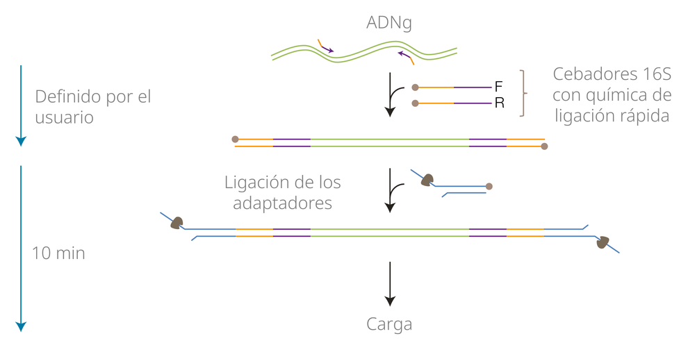 Flujo de trabajo con códigos para 16S V14
