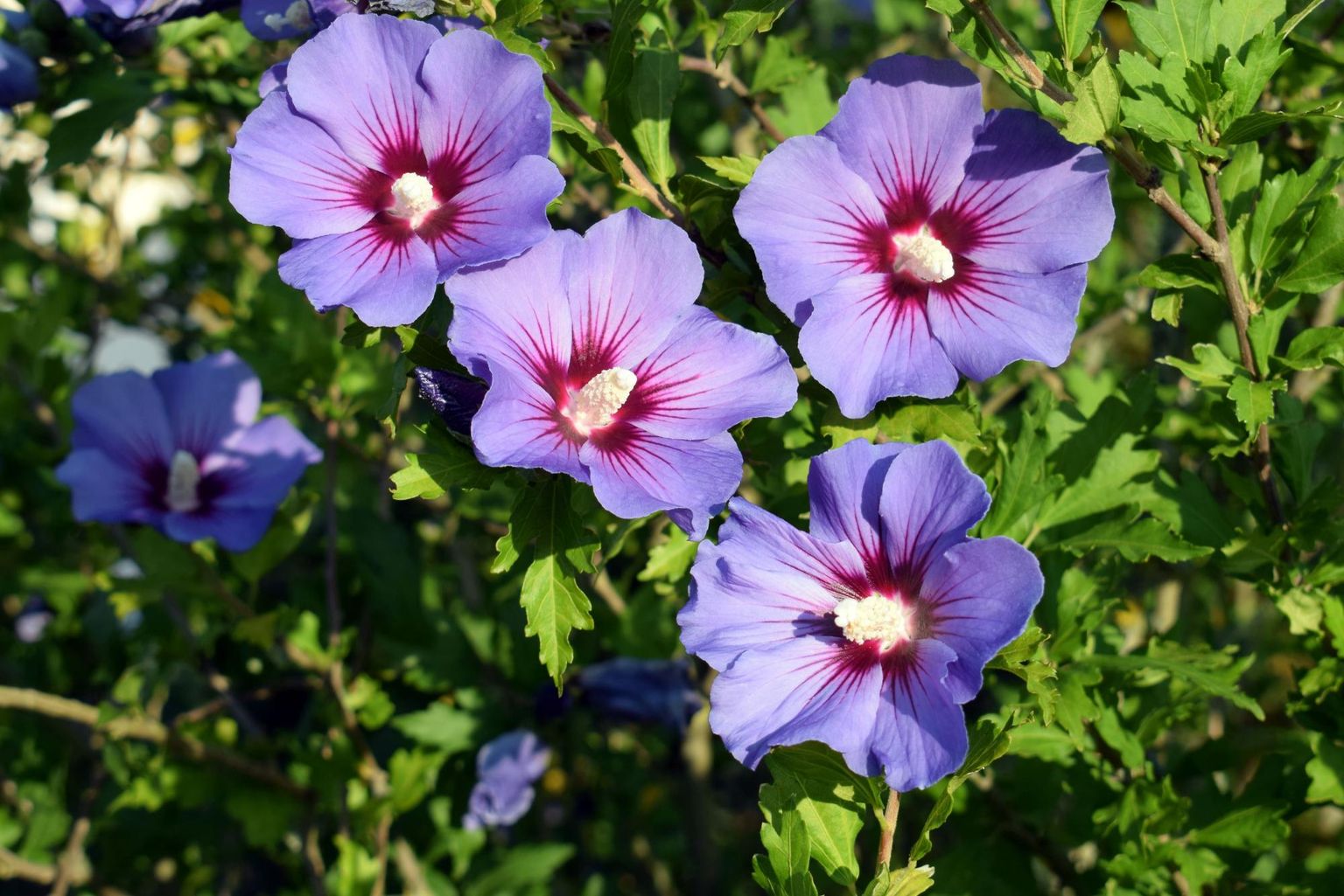 Two long read-based genome assembly and annotation of polyploidy woody plants, *Hibiscus syriacus* L.