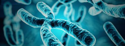 blue chromosomes
