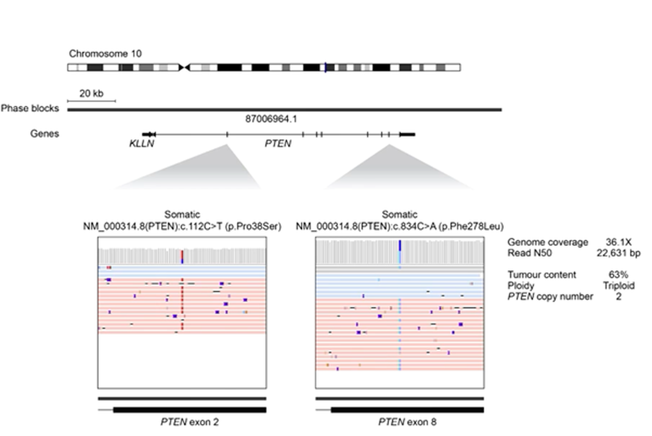 Graph illustrating phased somatic variants in the PTEN gene