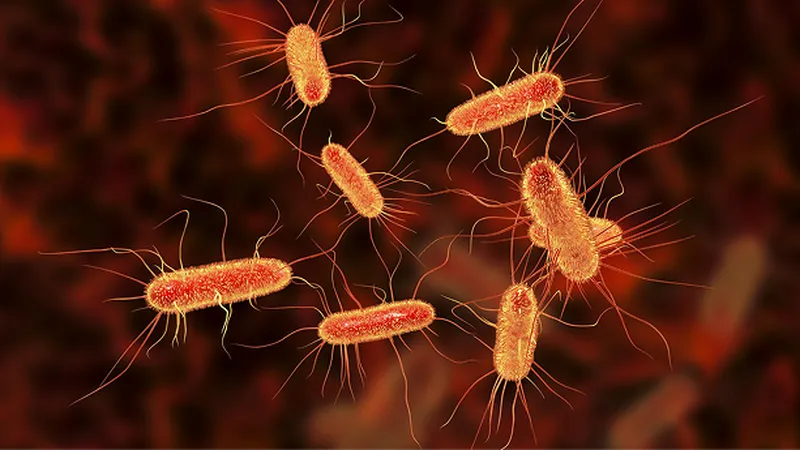 bacterial genome sequences