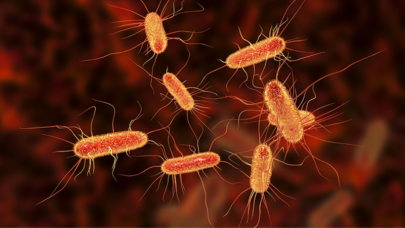 bacterial genome sequences