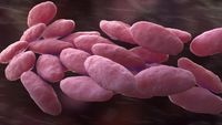 Decentralised nanopore genomics reveals diverse Klebsiella pneumoniae and no evidence of patient-patient transmission in a New Zealand hospital