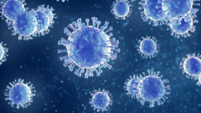 hepatitis A virus
