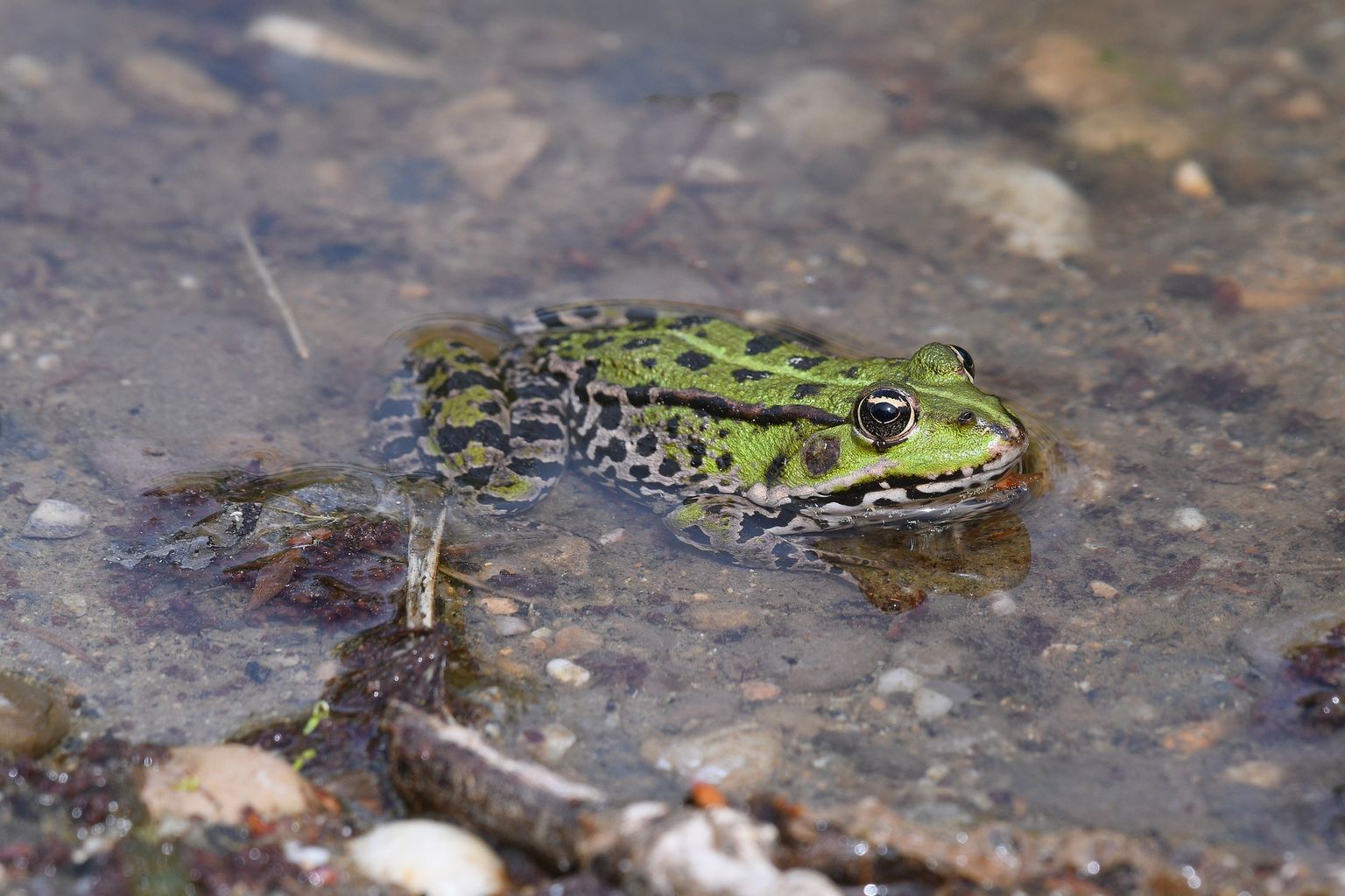Evaluation of nanopore sequencing for increasing accessibility of eDNA studies in biodiverse countries