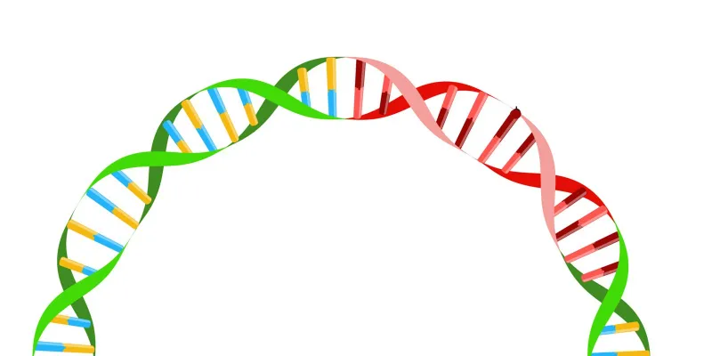 Plasmid